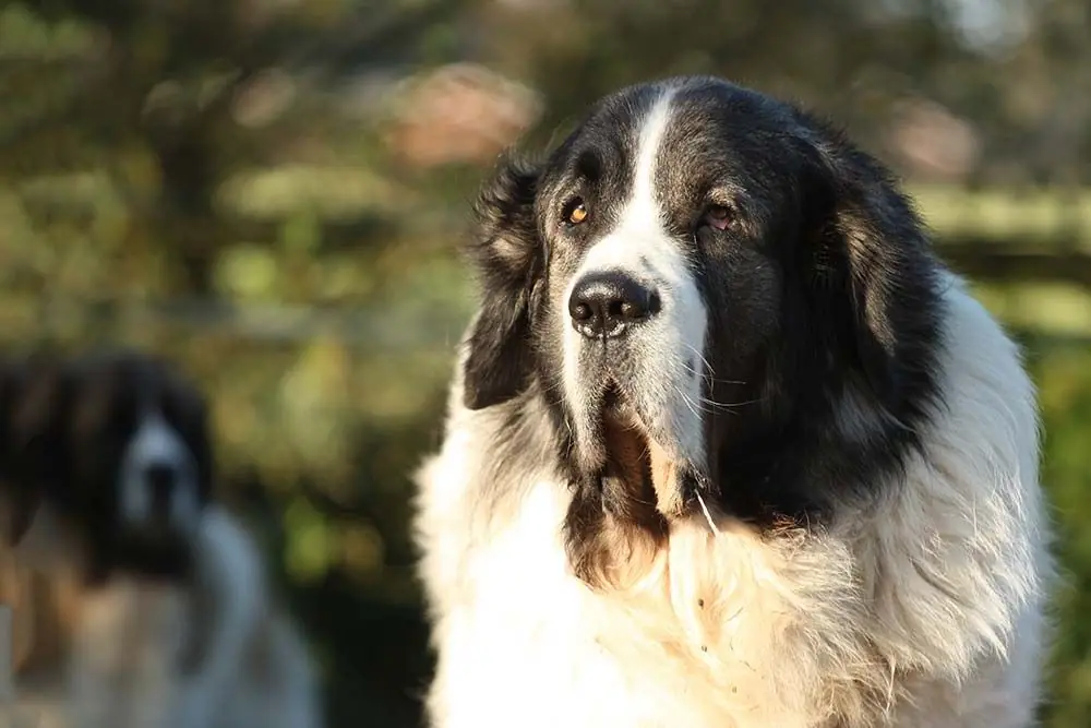 Il Mastino Pirenaico: caratteristiche, cura, alimentazione e carattere