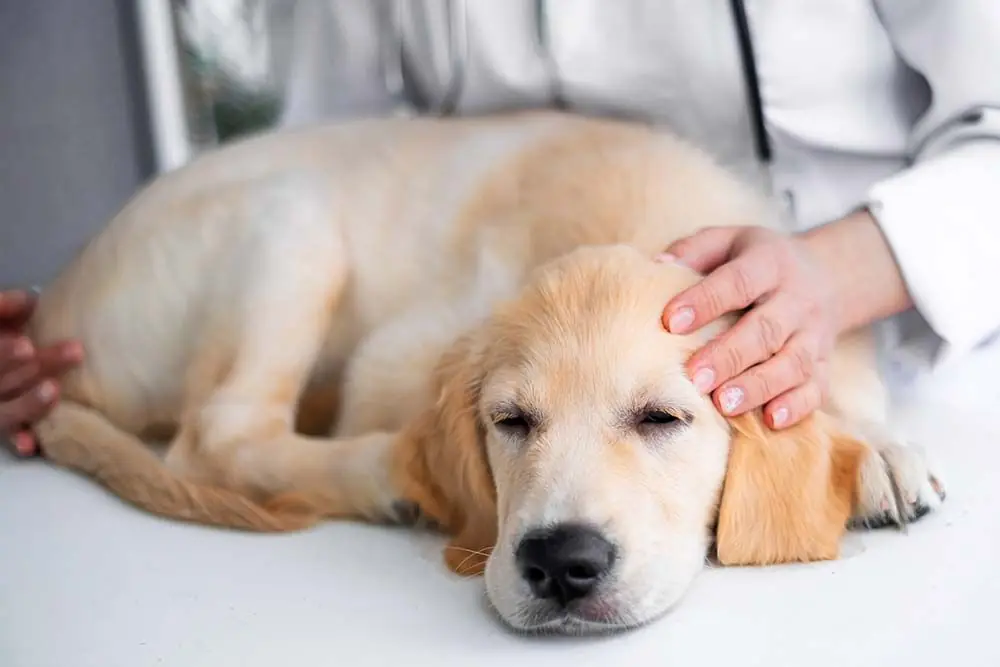 Mastite nei cani: diagnosi, cause e trattamento