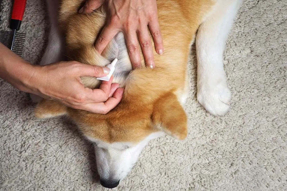 Migliori misure preventive zecche