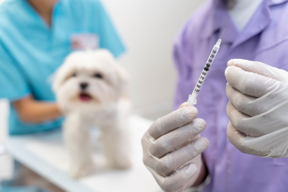Mon chien a ete vaccine contre la leptospirose