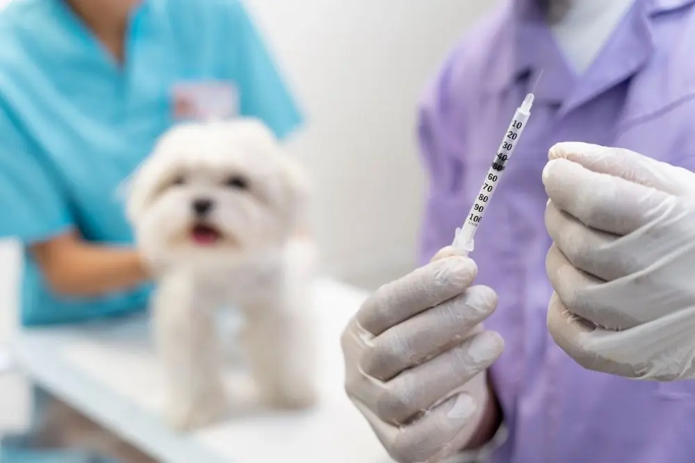 Mon chien a ete vaccine contre la leptospirose