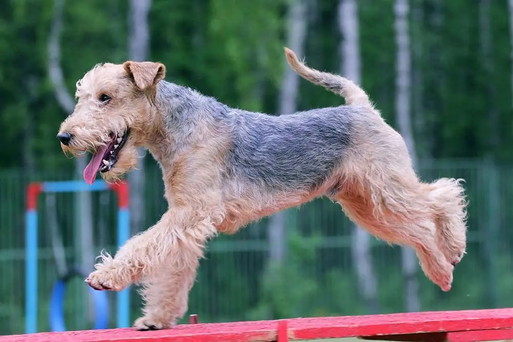 Nutrire il Lakeland Terrier