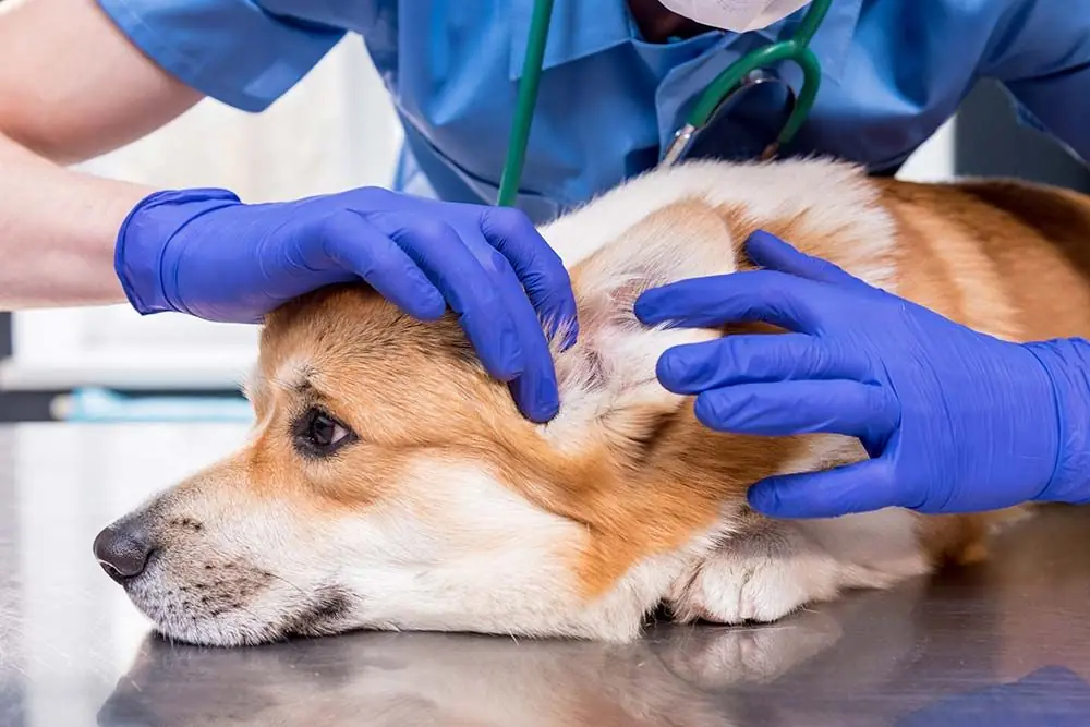 Odore e secrezione dell orecchio