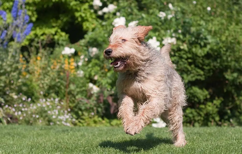 Otterhound o cane lontra attivita fisica
