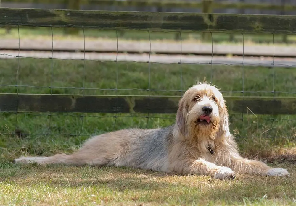 Otterhound o cane lontra caratteristiche
