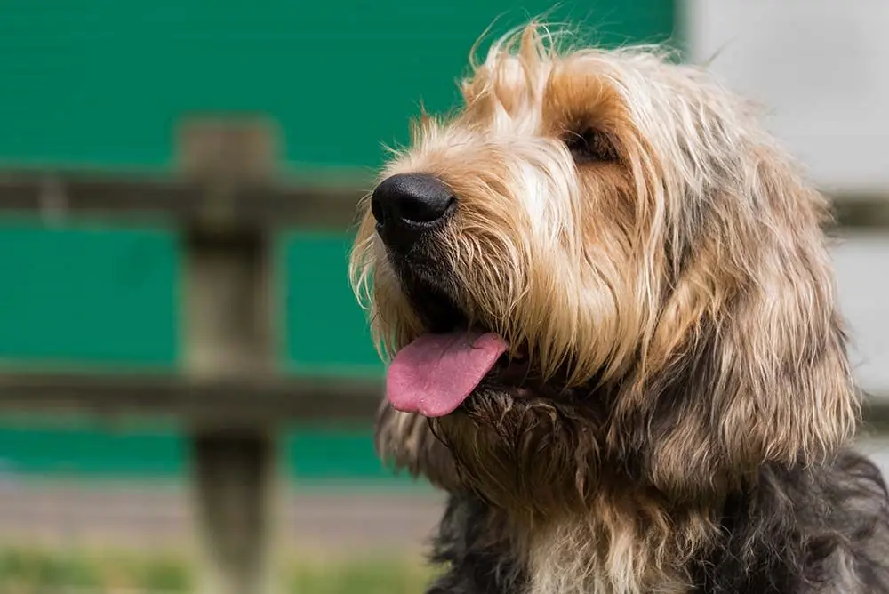 Otterhound o cane lontra: caratteristiche, cura, alimentazione e carattere