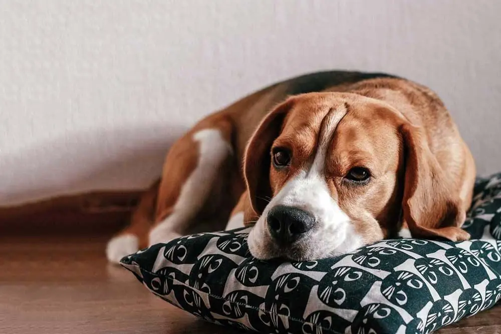 Come Combattere i Parassiti Intestinali del Cane: Una Guida Pratica