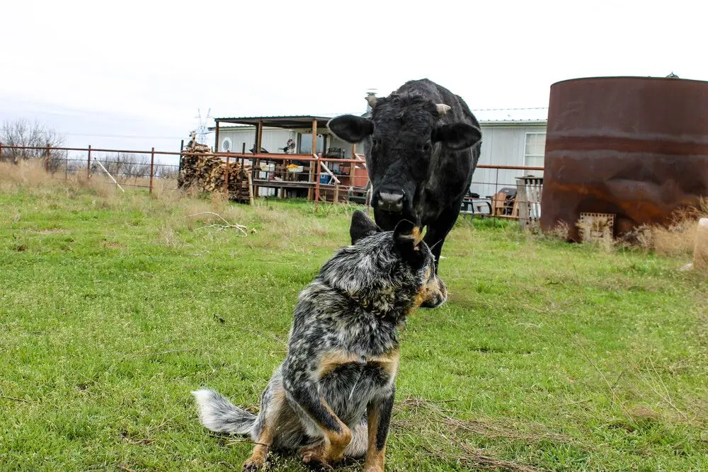 Perro de trabajo vigilando el ganado