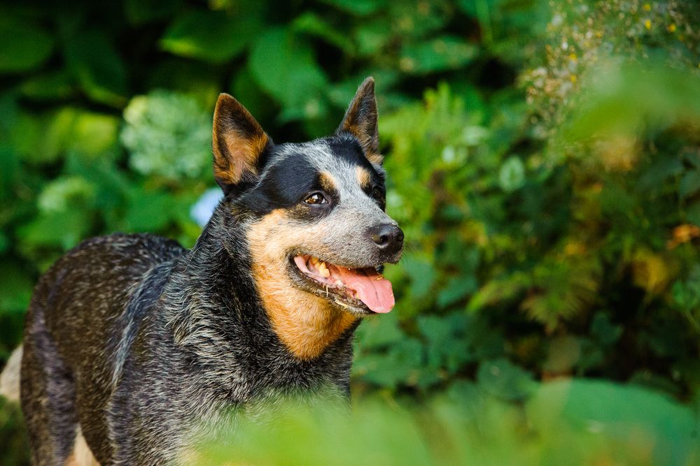 Perro de pastoreo atento en el campo.