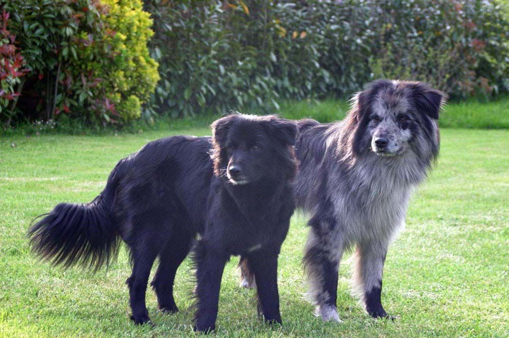 Pastor Pirineos cara rasa caracter