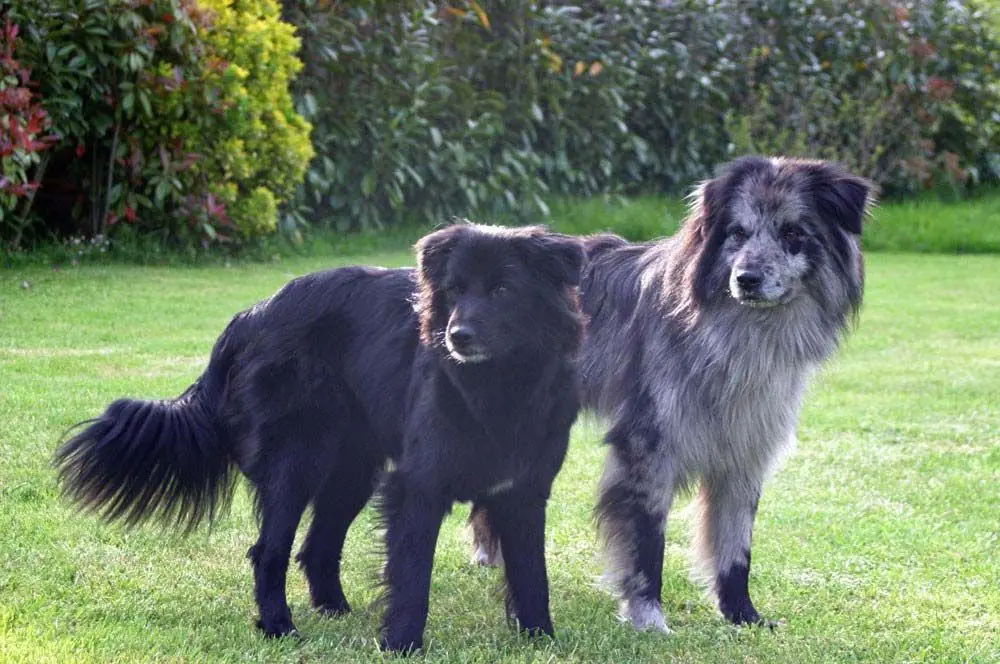 Pastor Pirineos cara rasa caracter