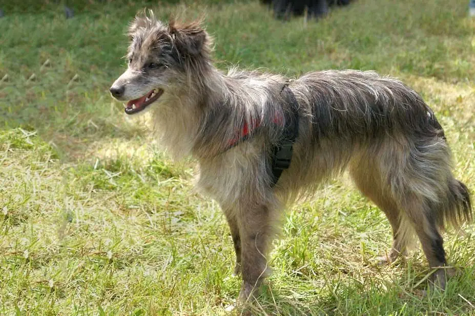 Perro pastor de los Pirineos de cara rasa: características, cuidados, alimentación y carácter