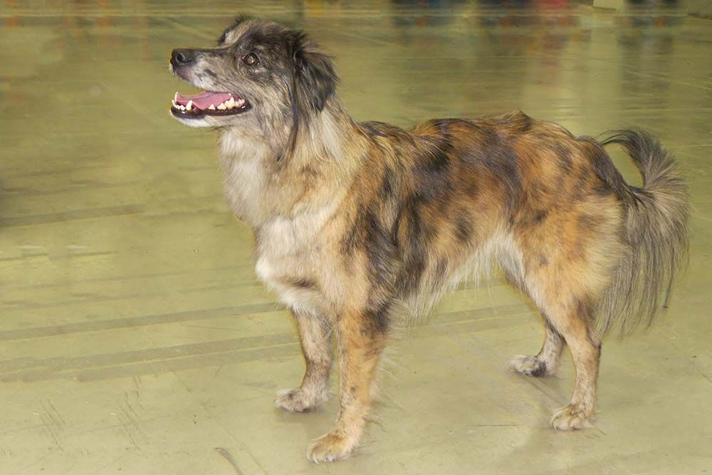 Pastor Pirineos cara rasa problemas