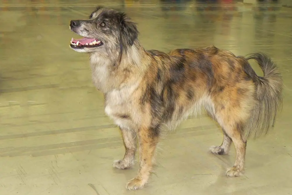 Pastor Pirineos cara rasa problemas