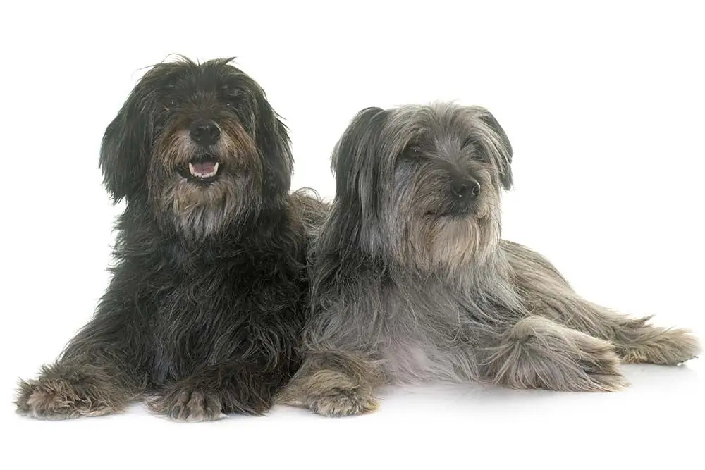 Pastor Pirineos pelo largo caracter