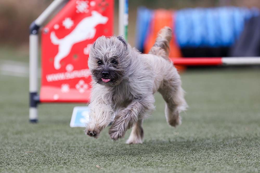 Pastor Pirineos pelo largo ejercicio