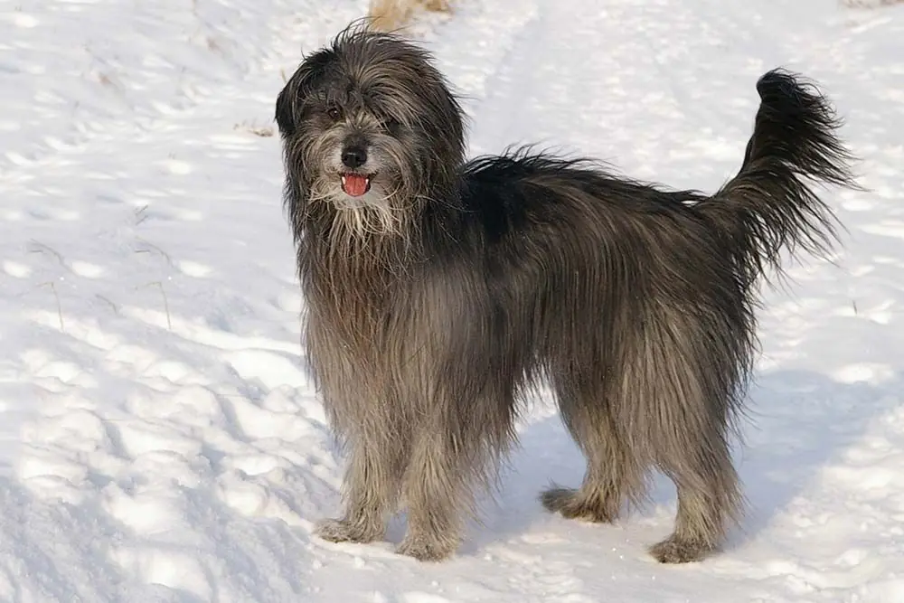 Perro pastor de los Pirineos de pelo largo: características, cuidados, alimentación y carácter