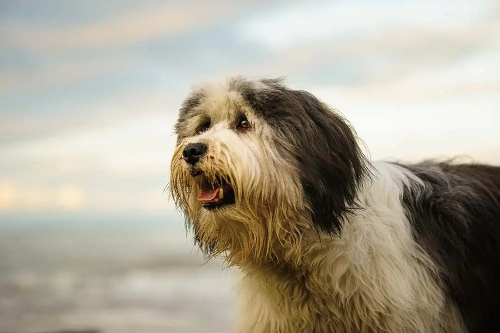 Perro pastor polaco de las llanuras: características, cuidados, alimentación y carácter
