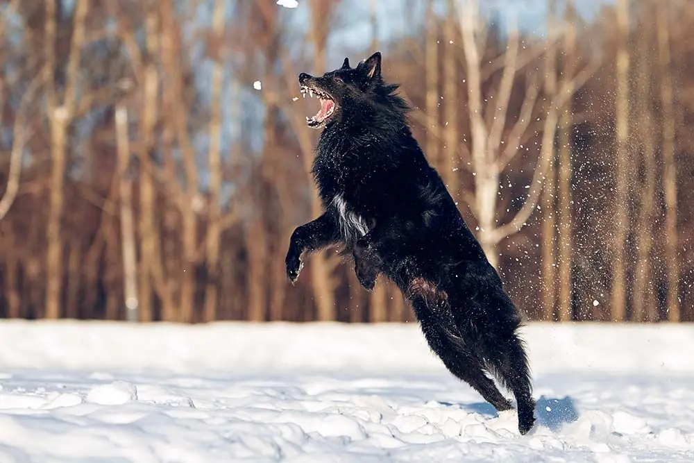 Pastor belga groenendael ejercicio