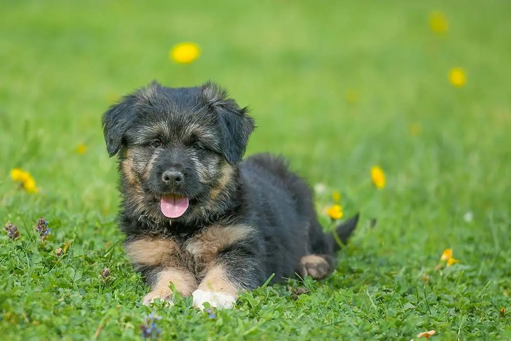 Pastor bergamasco caracter