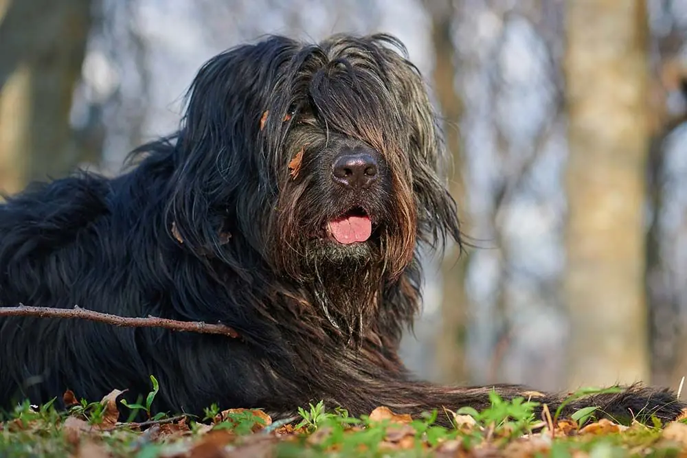 Pastor bergamasco problemas