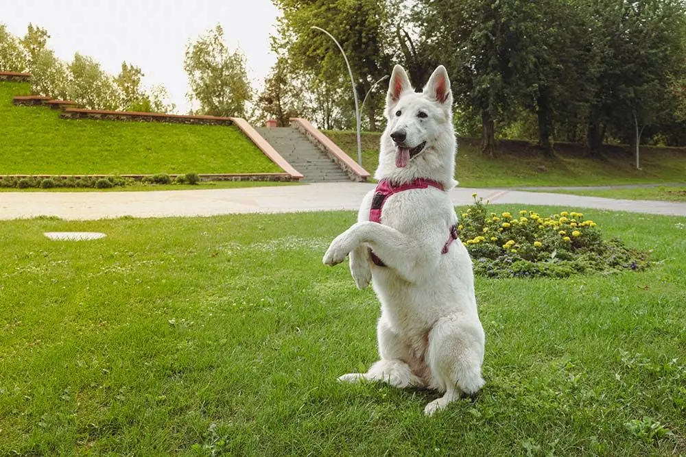 Pastor blanco suizo caracter