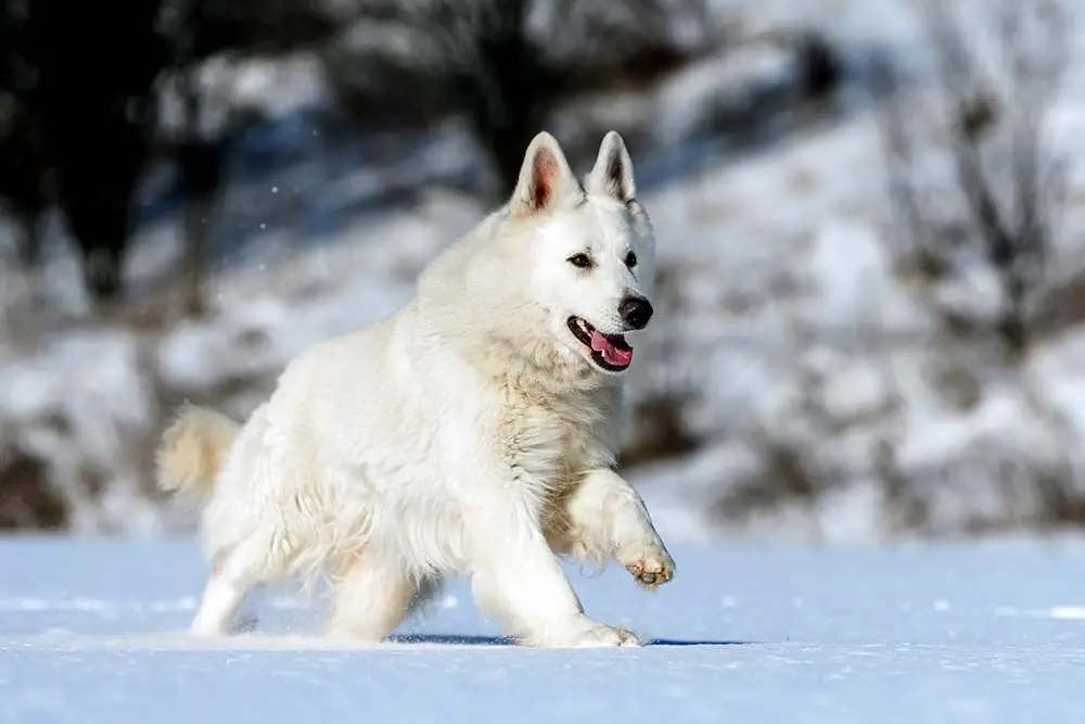 Pastor blanco suizo ejercicio