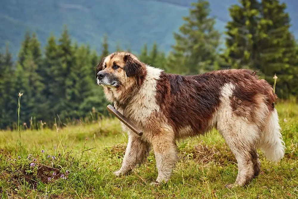 Perro pastor de los Cárpatos: características, cuidados, alimentación y carácter