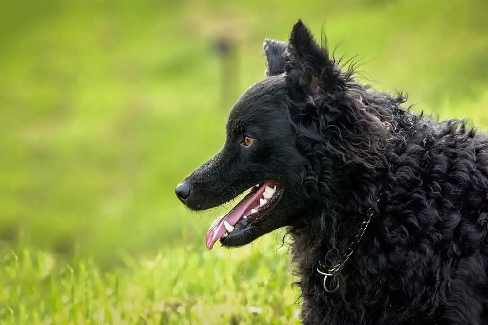 Perro pastor croata: características, cuidados, alimentación y carácter