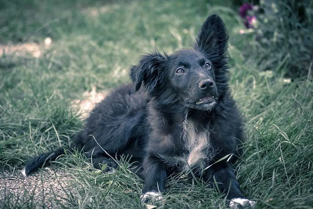 Pastor croata problemas