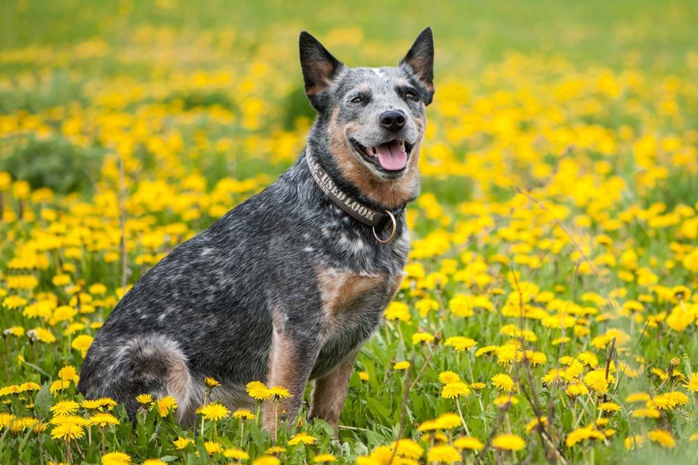 Pastor ganadero australiano alimentacion
