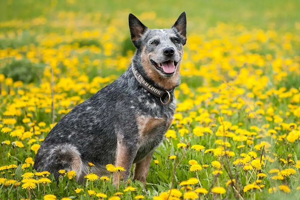 Pastor ganadero australiano alimentacion