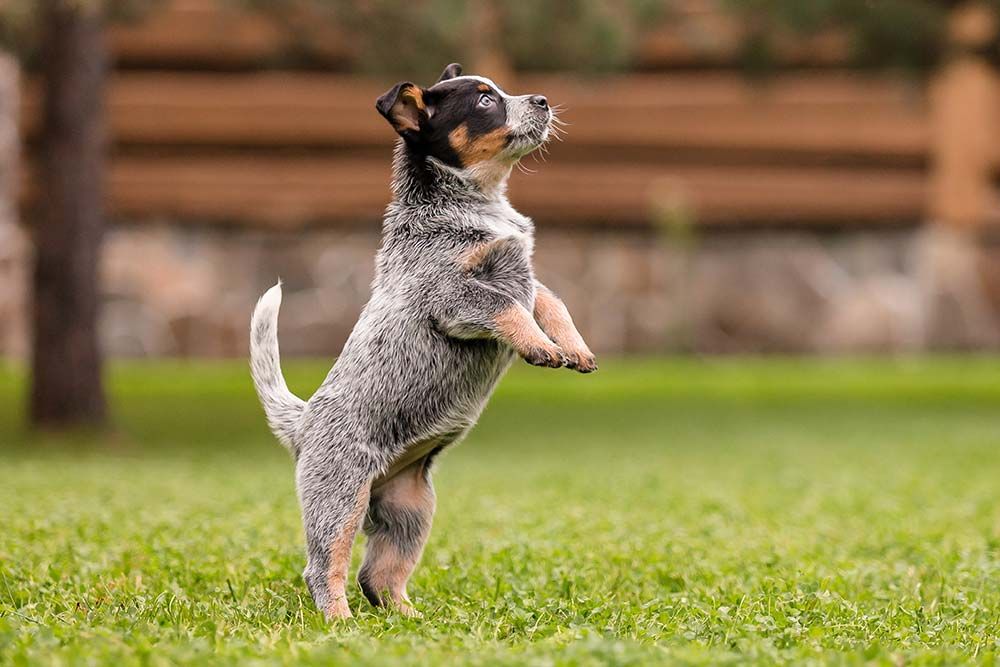 Pastor ganadero australiano caracter