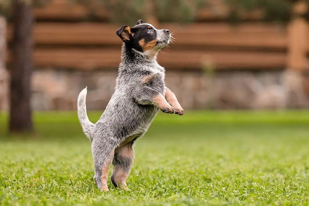 Pastor ganadero australiano caracter