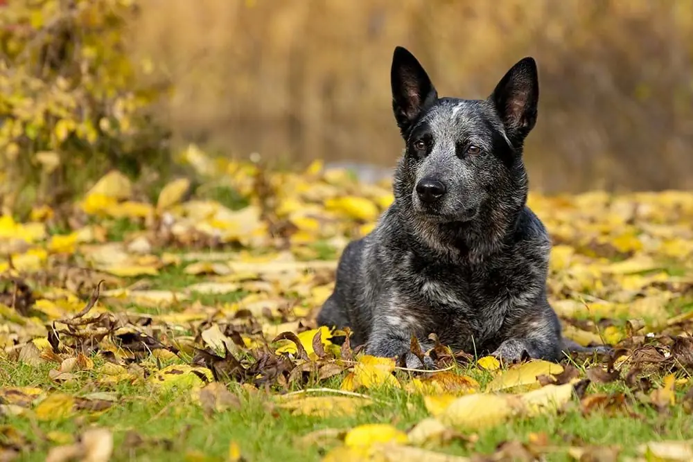 Perro pastor ganadero australiano o boyero australiano: características, cuidados, alimentación y carácter