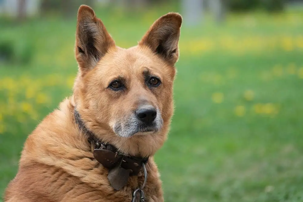 Perro Pastor Islandés: características, cuidados, alimentación y carácter