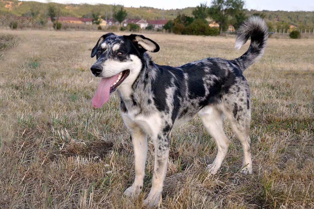 Pastor leones caracter