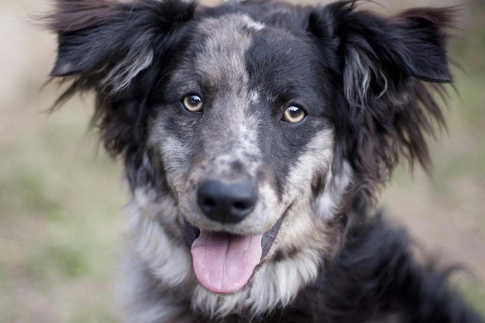 Pastor leones socializacion entrenamiento