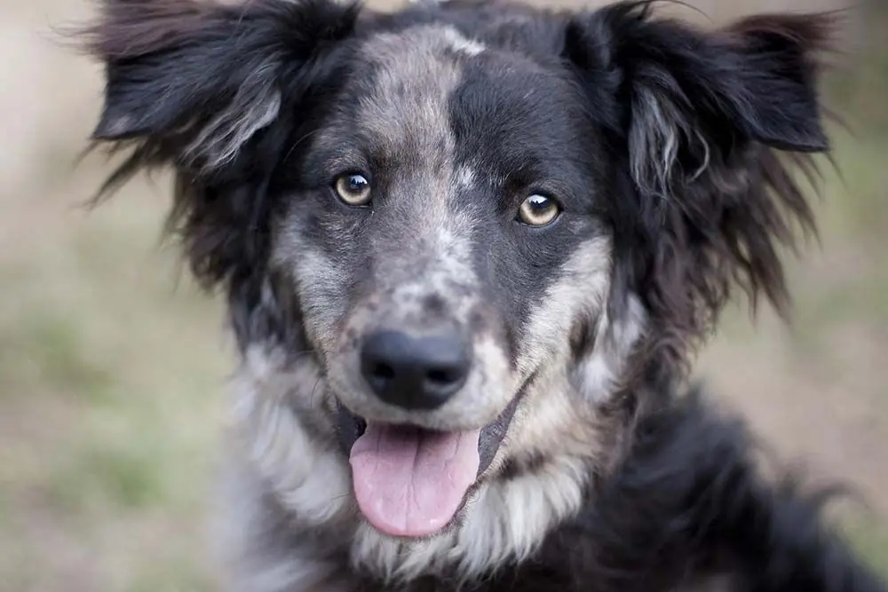 Pastor leones socializacion entrenamiento