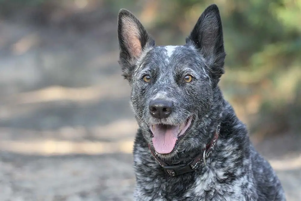 Pastore australiano a coda corta (Stumpy Tail): caratteristiche, cura, alimentazione e carattere