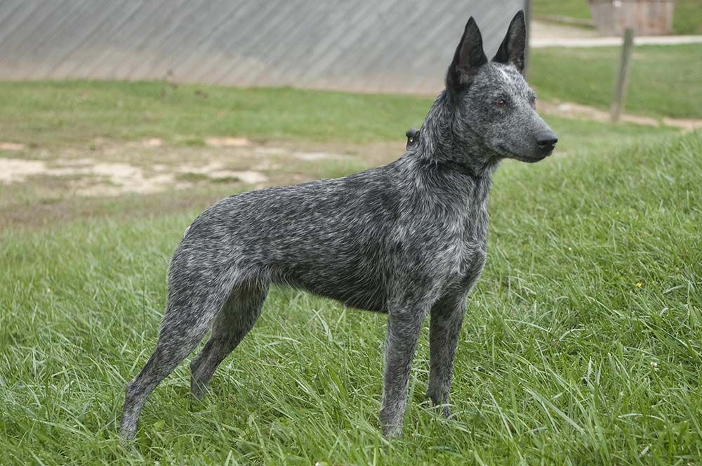 Pastore australiano a coda corta (Stumpy Tail)