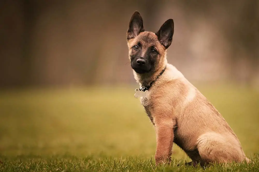 Pastore Belga Malinois: caratteristiche, cura, alimentazione e carattere