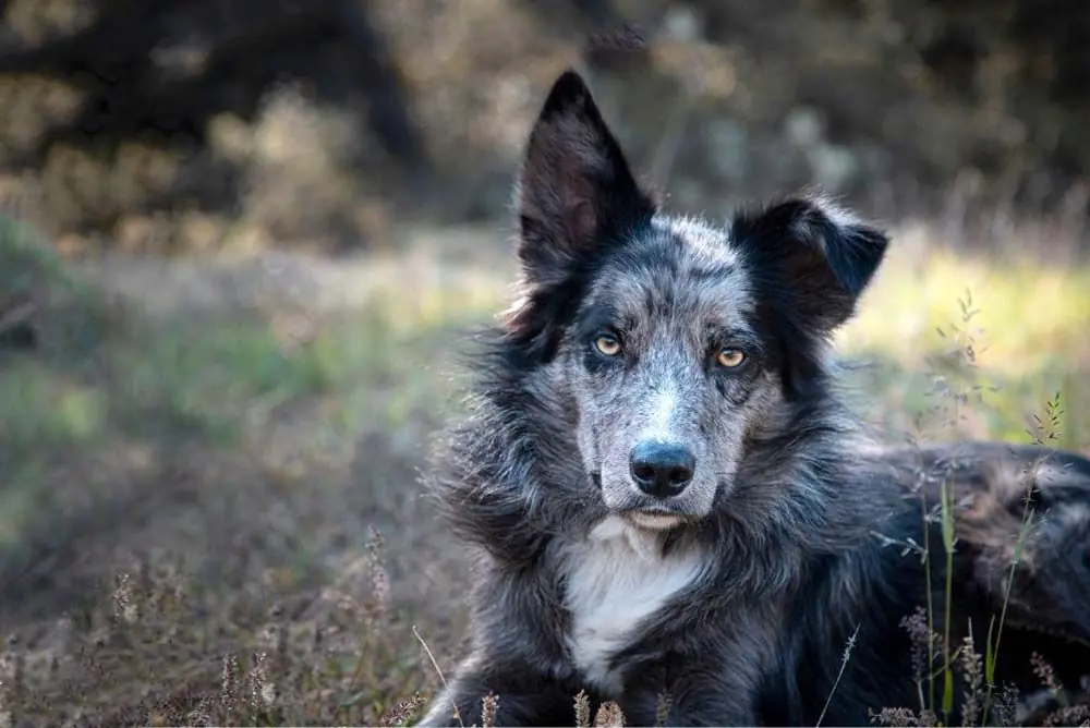 Pastore o Carea Leonés: caratteristiche, cura, alimentazione e carattere