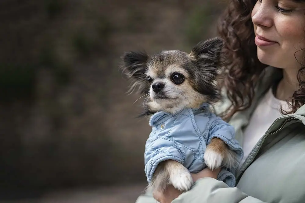 Perchè i Chihuahua Tremano? Un'Indagine sulla Loro Natura