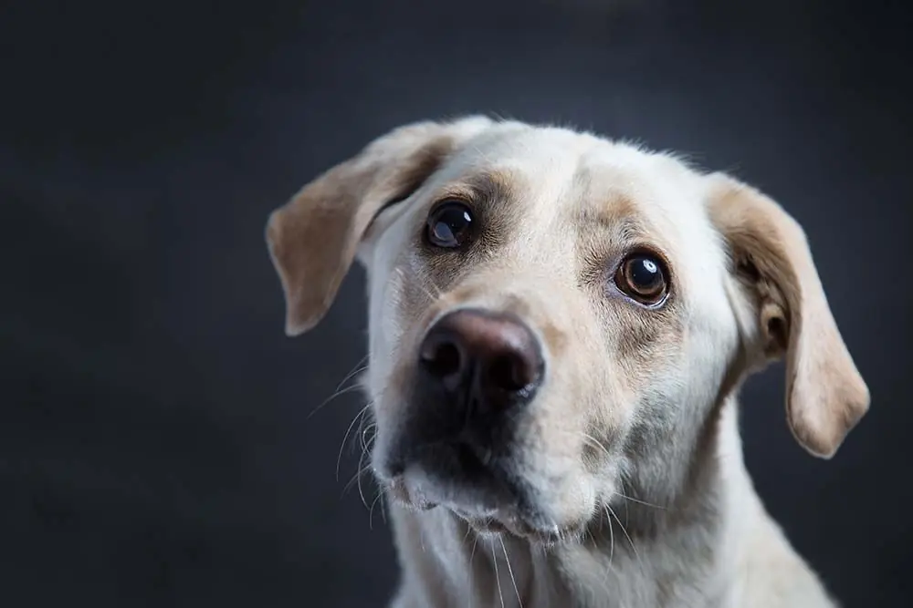 Perché il tuo cane scuote la testa? Le possibili cause e come risolvere il problema!