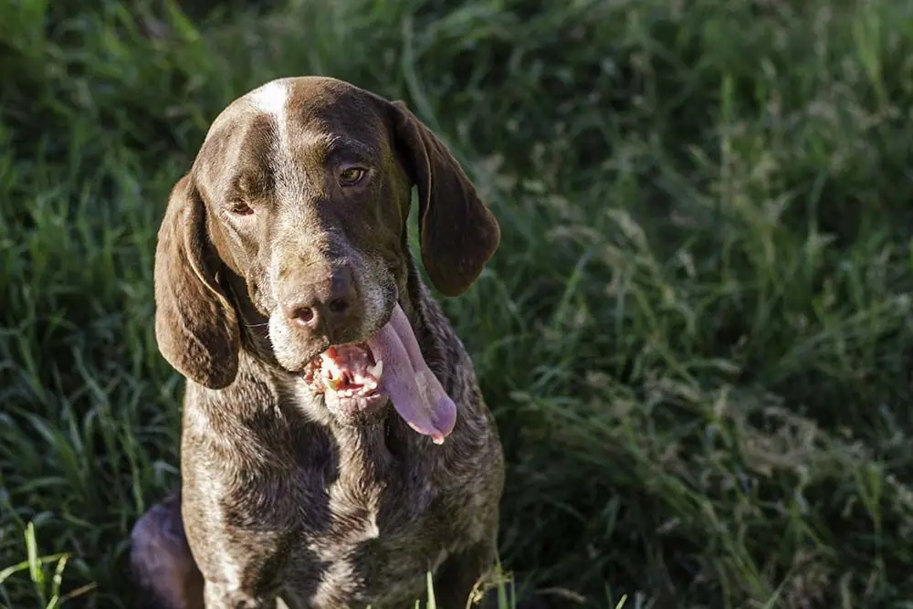 Perdiguero de Burgos caracter
