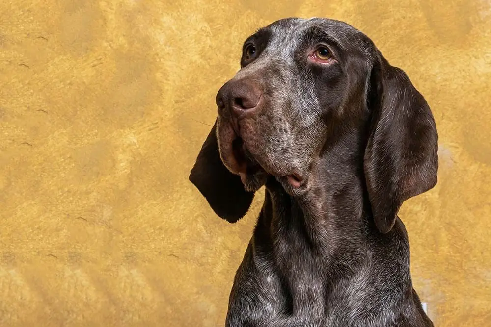 Perdiguero de Burgos: características, cuidados, alimentación y carácter