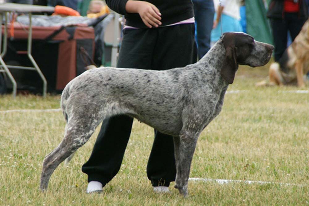 Perdiguero de Burgos problemas mas comunes