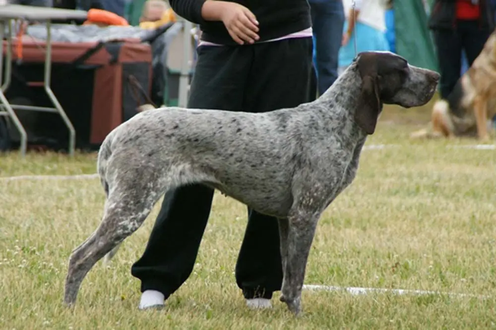 Perdiguero de Burgos problemas mas comunes