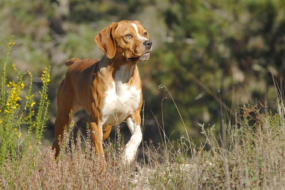 Perdiguero portugues caracter
